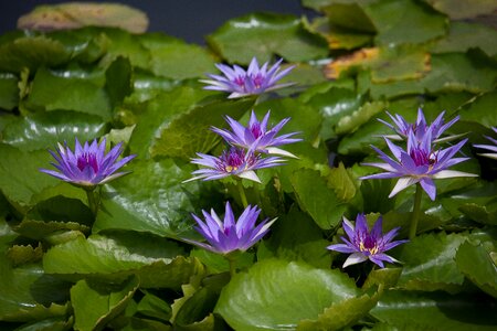 Pond aquatic plant purple