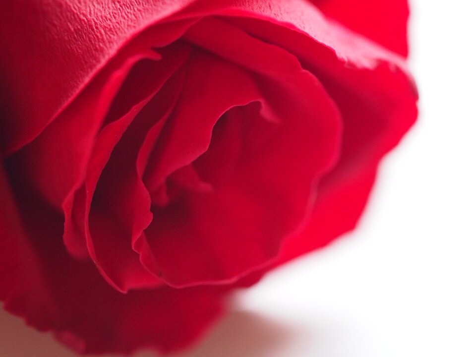 Romance love blooming