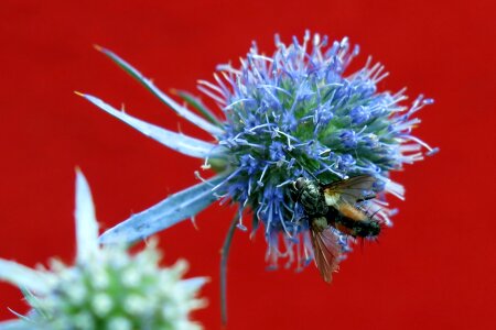 Macro prickly bee photo