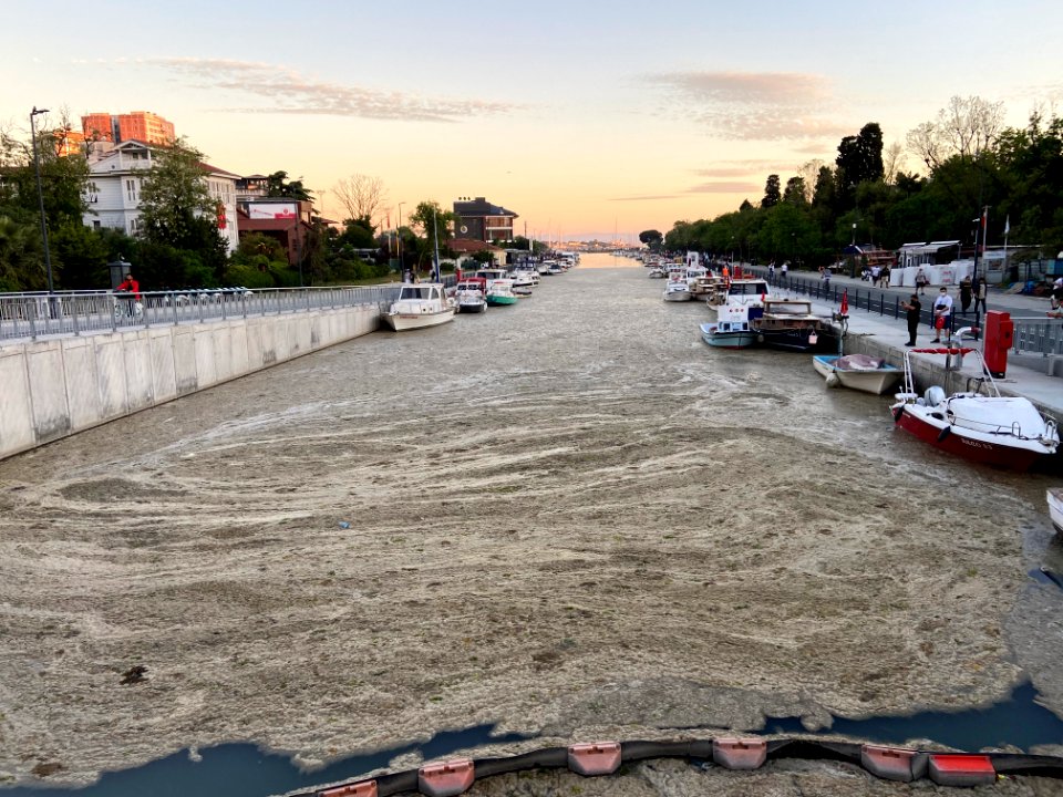 Mucilage in the Marmara (5)