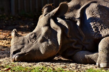 Pachyderm rhinoceros zoo