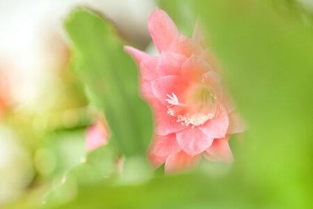 Bloom pink cactus photo