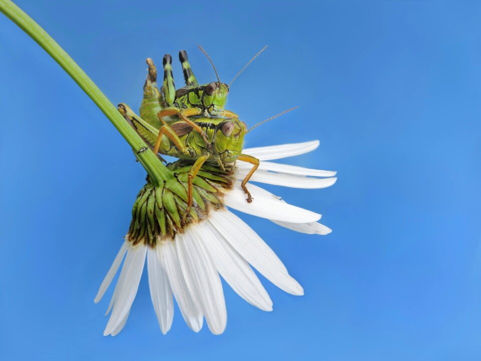 Alpine mountain horrors as insect