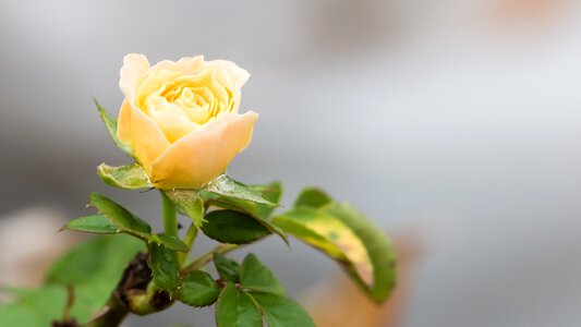 White rose rose flower