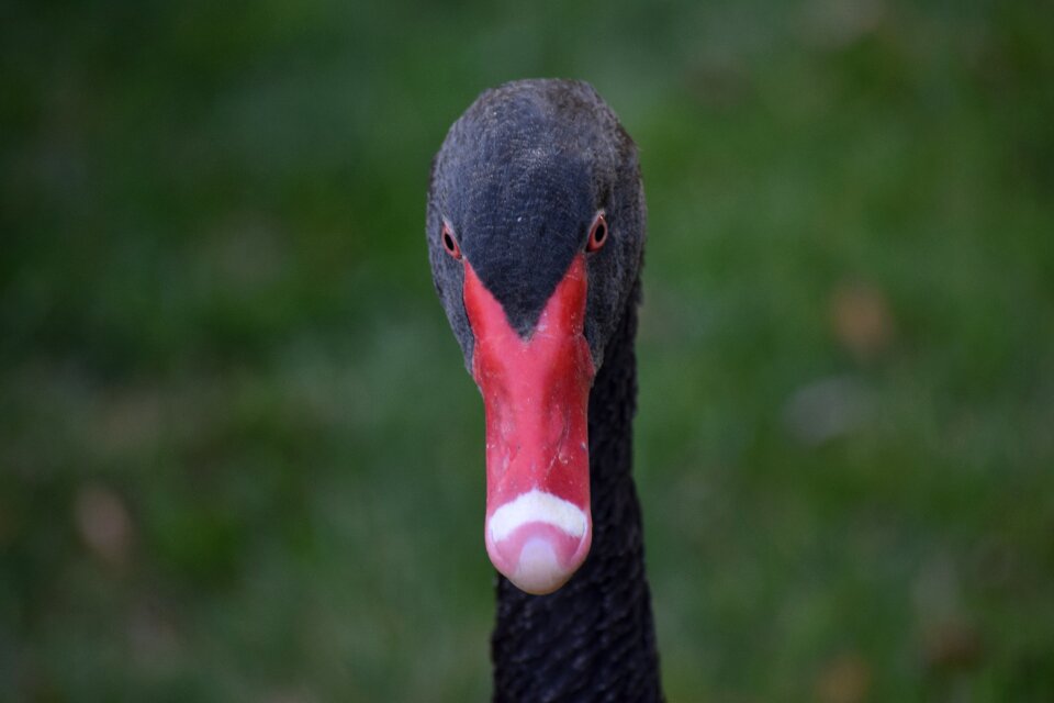 Animal birds goose photo