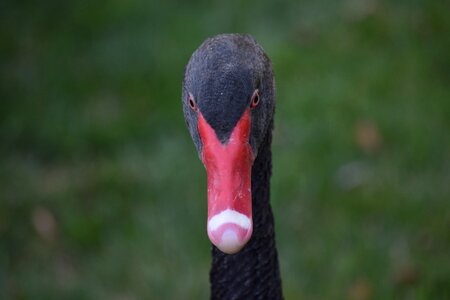 Animal birds goose photo