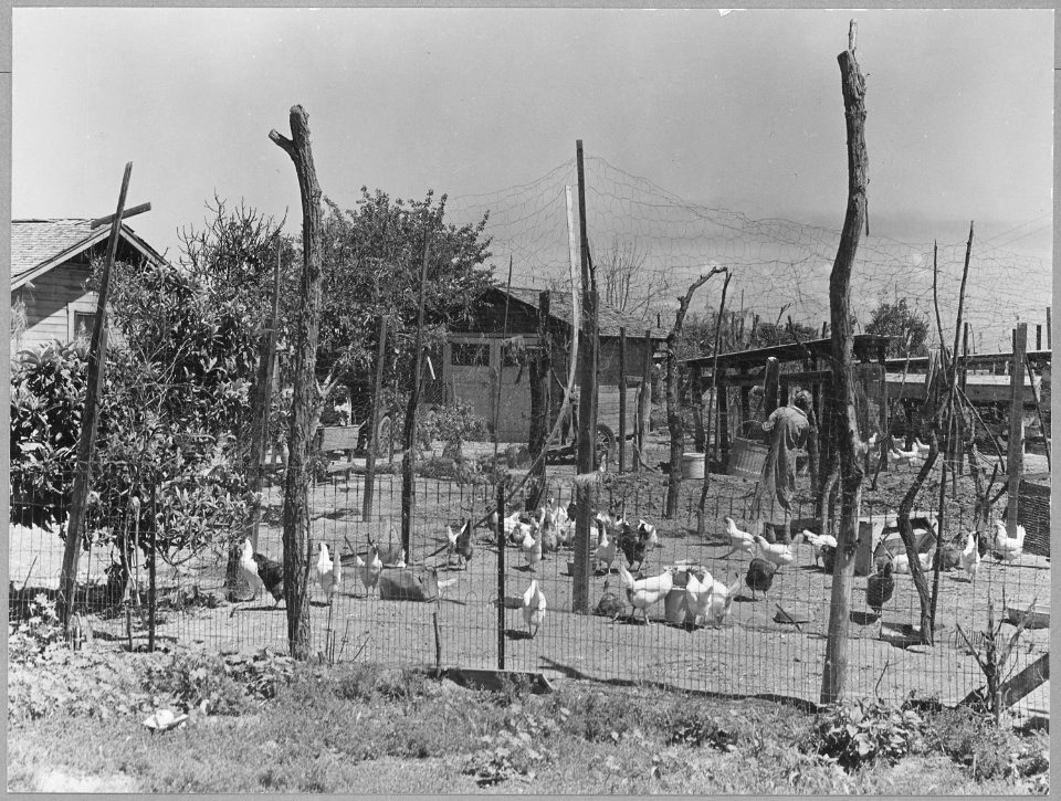 McFarland, Kern County, California. Raising of Chickens is a primary enterprise in these rural shack . . . - NARA - 521683