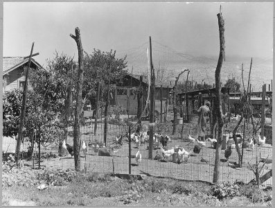 McFarland, Kern County, California. Raising of Chickens is a primary enterprise in these rural shack . . . - NARA - 521683 photo