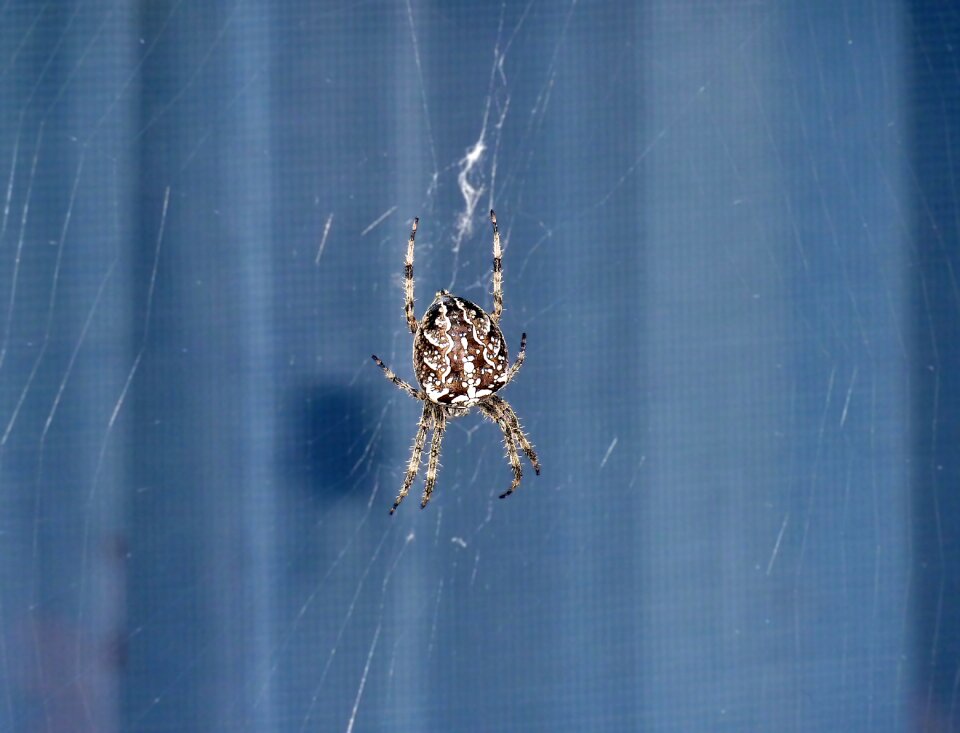 Fear phobia arachnid