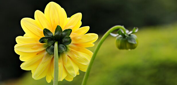 Dahlia garden blossom bloom