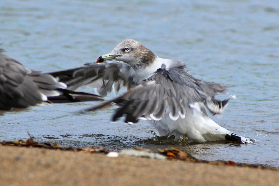 Sea gull seagull seabird