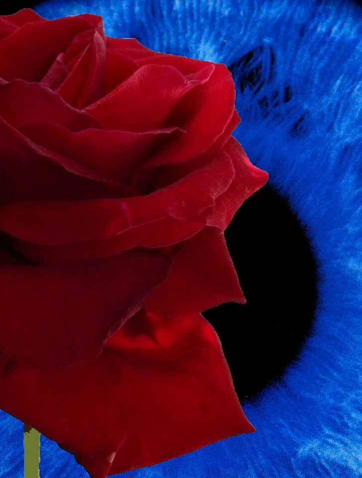 Rose blooms nature blossom