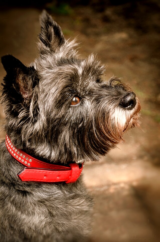 Animal welfare attention dog