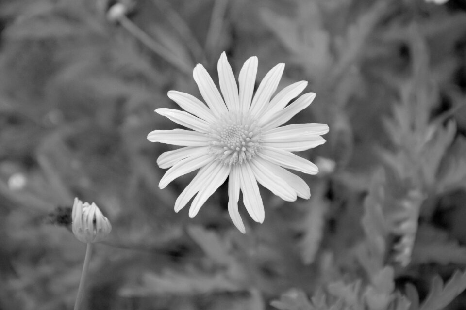 Nature tenderness massive flowers