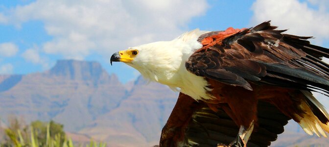 Eagle bird birds of prey