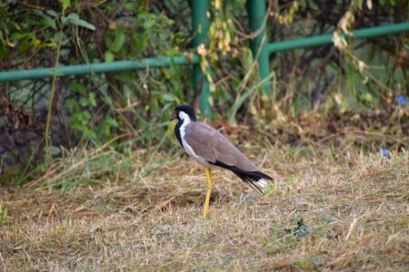 Wader bird vanellus indicus loud alarm call bird photo