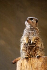 Cute mammal sit