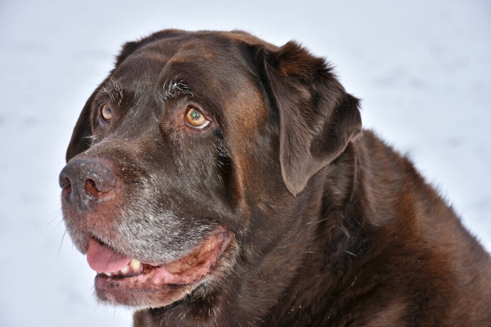 Cute mammal labrador