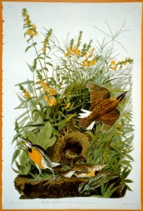 Meadowlark LCCN2002718999
