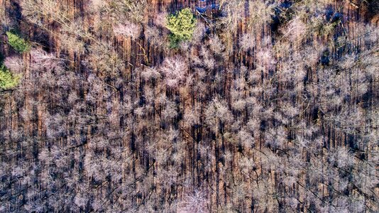 Texture forest aerial view photo