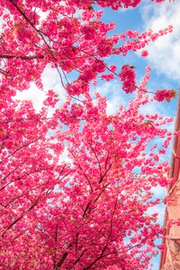 Cherry tree nature spring blossoms