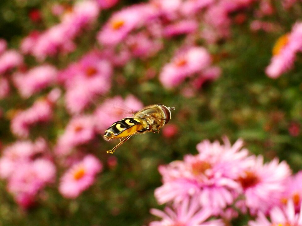 Garden plant animals