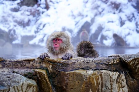 Monkey onsen japan