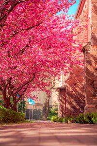 Cherry tree nature spring blossoms