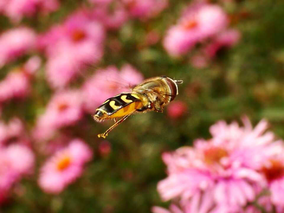 Plant summer animals