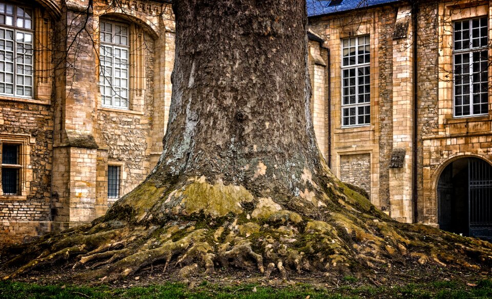 Tree bark thicker stem root