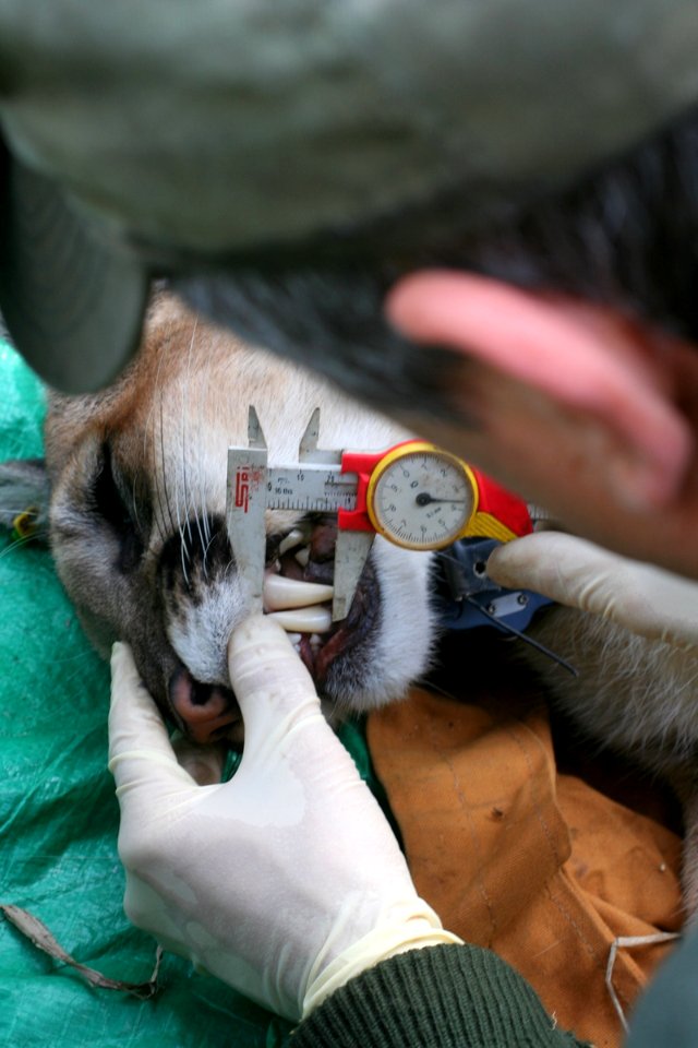 Measuring Teeth (8970207213)