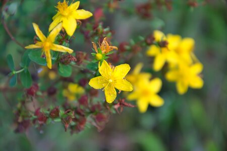Yellow flowers petals stamens