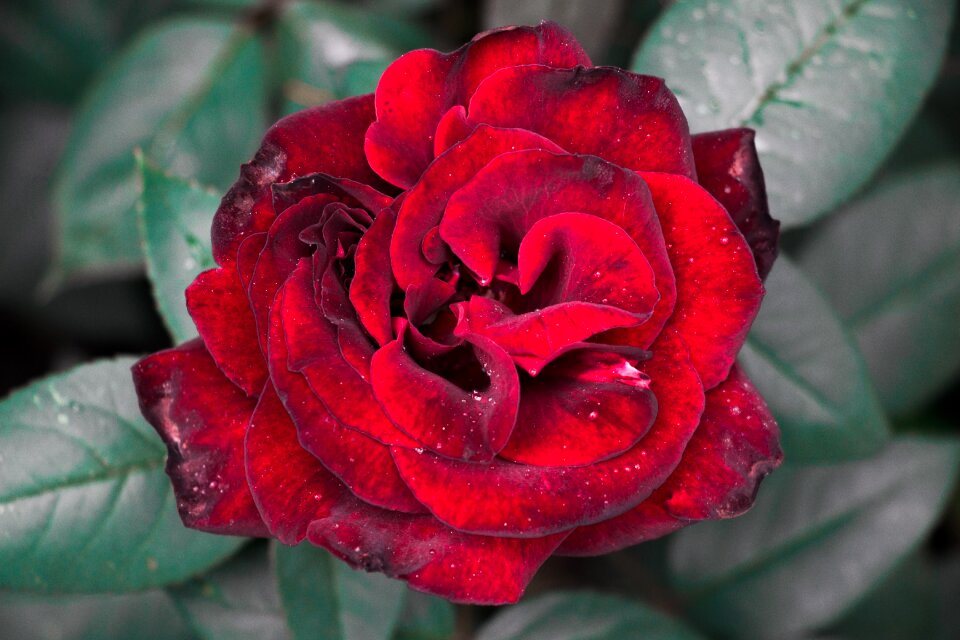 Plant petal love