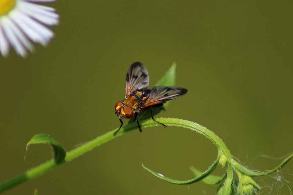 Fly krupnyj plan living nature