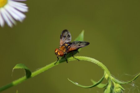 Fly krupnyj plan living nature