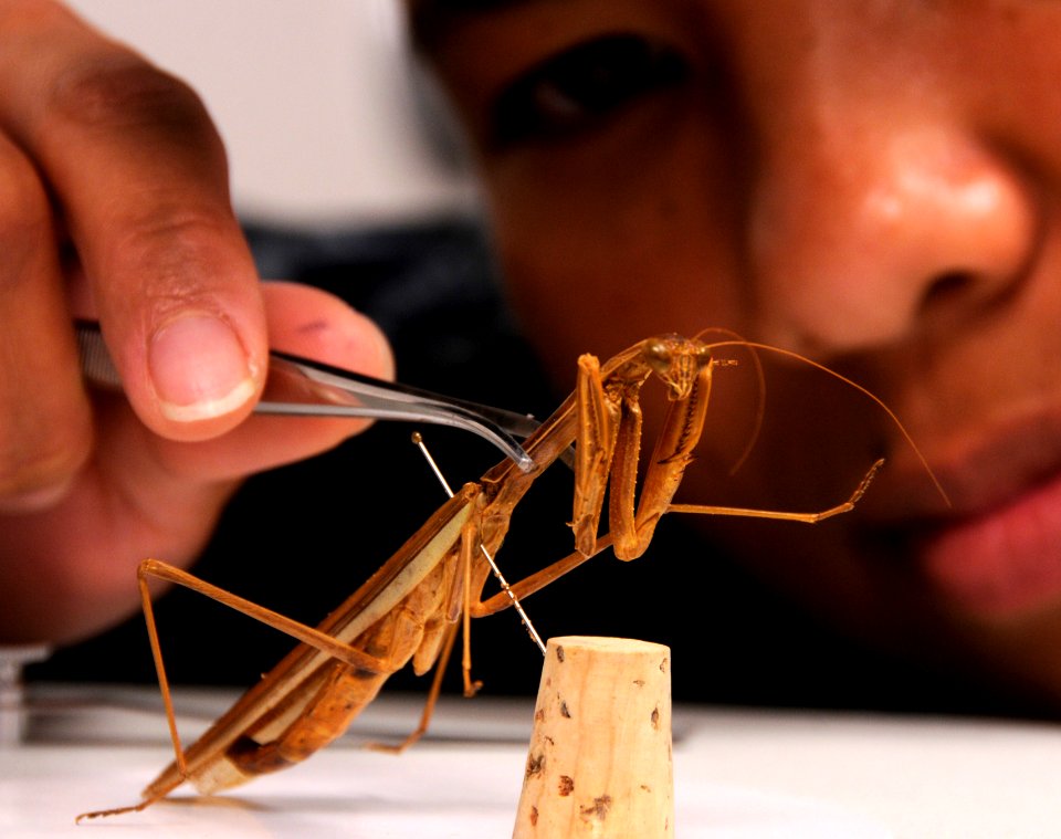 Medical entomology DVIDS276810