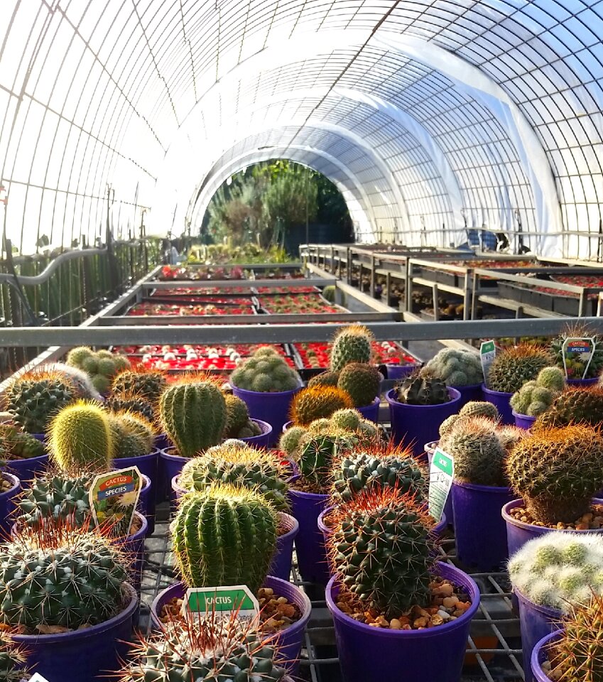 Plant greenhouse nursery