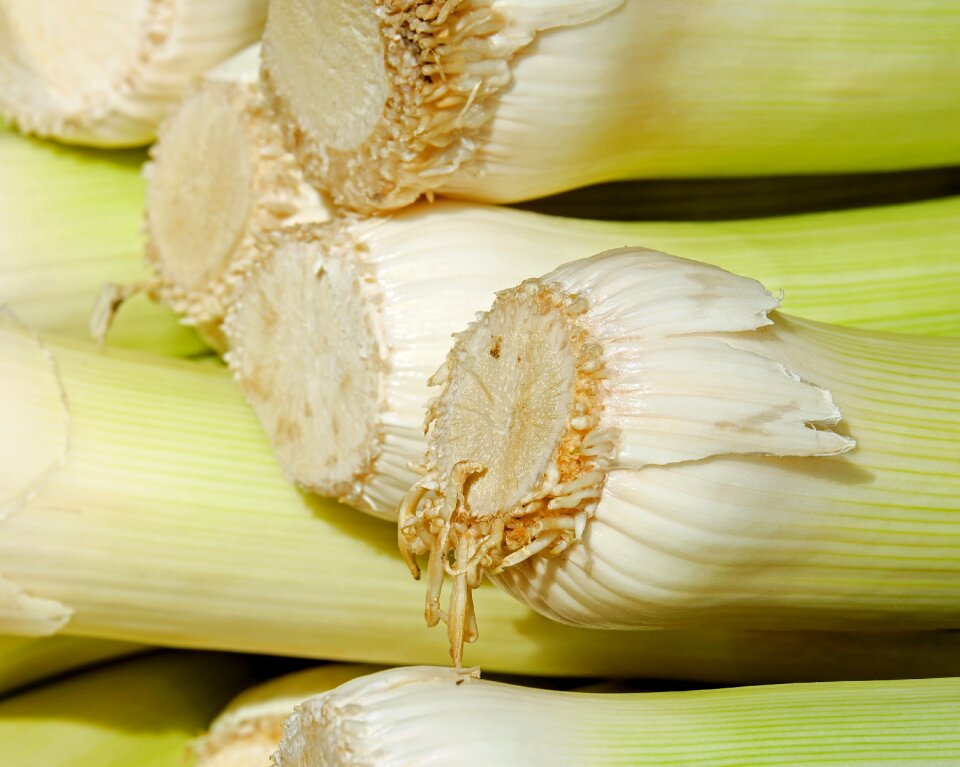 Winter leek field garlic vegetarian