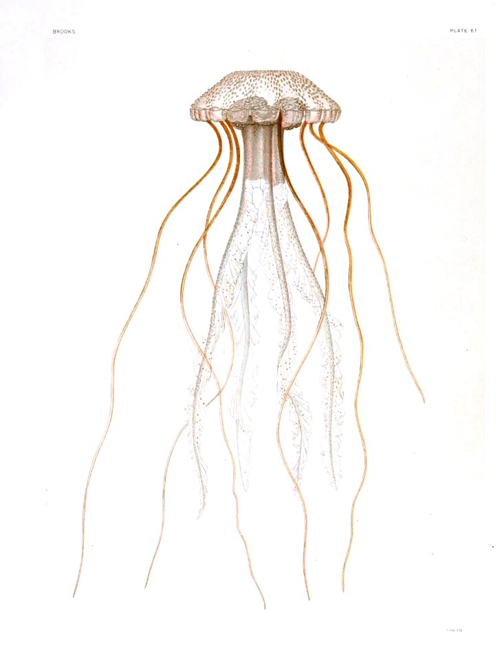 Medusae of world-vol03 pl61 Pelagia cyanella