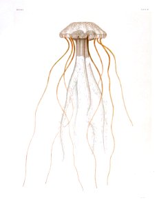 Medusae of world-vol03 pl61 Pelagia cyanella