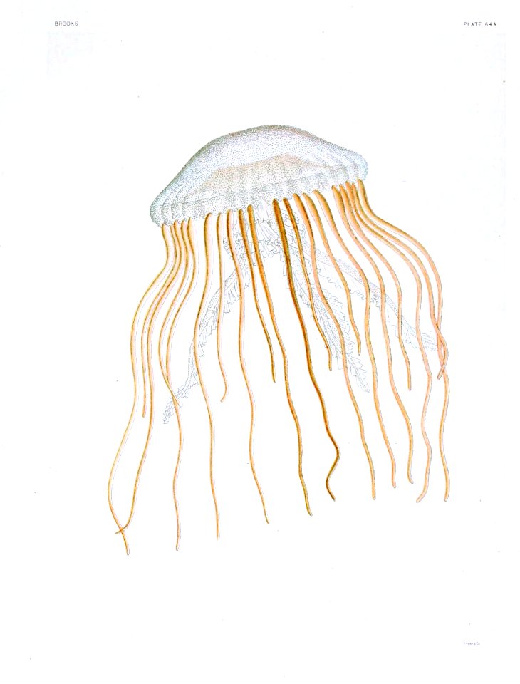 Medusae of world-vol03 pl64A Dactylometra quinquecirrha