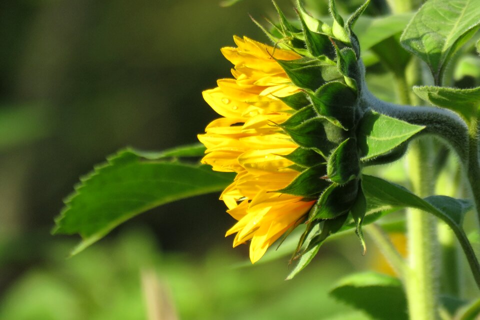 Nature petals yellow