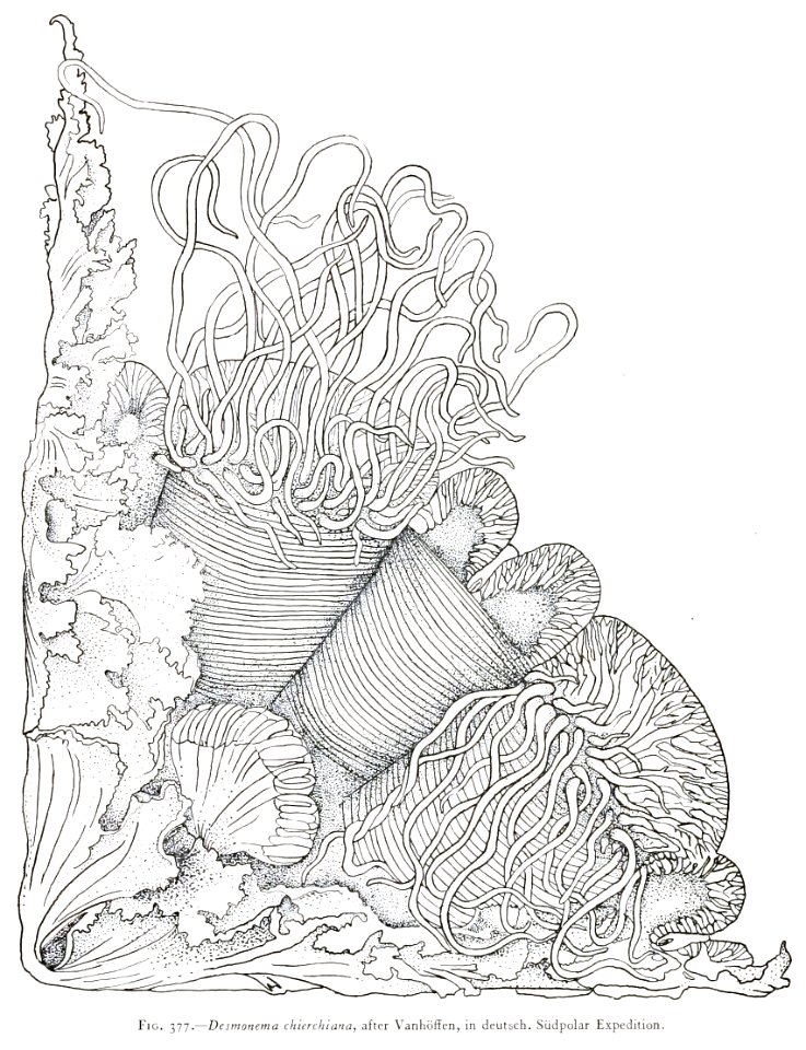 Medusae of world-vol03 fig377 Desdemona chierchiana