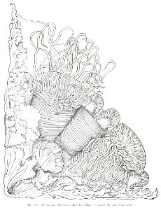 Medusae of world-vol03 fig377 Desdemona chierchiana