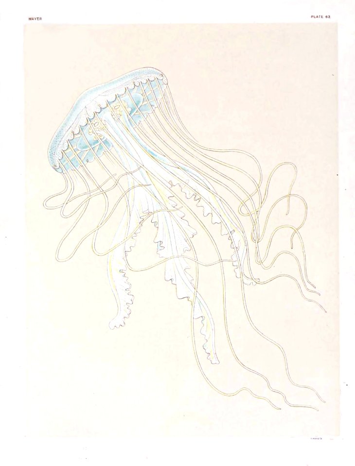 Medusae of world-vol03 pl63 Dactylometra quinquecirrha