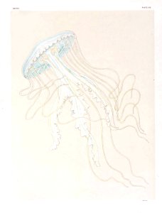 Medusae of world-vol03 pl63 Dactylometra quinquecirrha