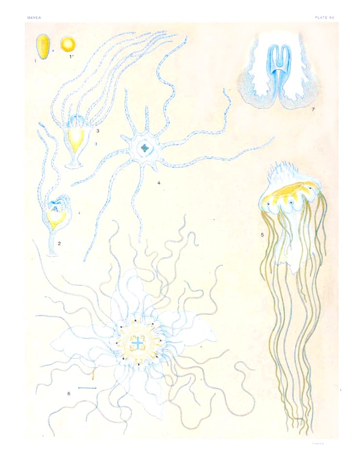 Medusae of world-vol03 pl66 Cyanea capillata fulva