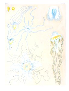Medusae of world-vol03 pl66 Cyanea capillata fulva