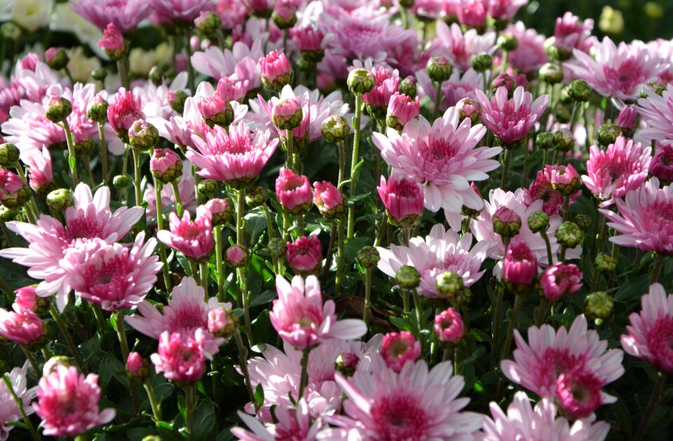 Pink white flowers flowers nature