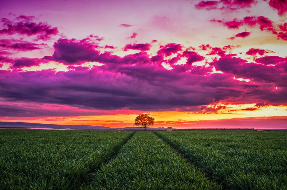 Green grass agriculture